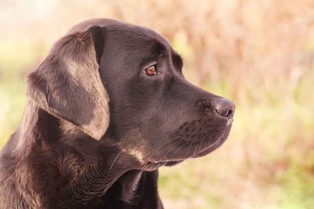 Profile of a labrador retriever dog on a green background Beautiful young dog Animal pet