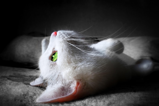 Profile of a mysterious white cat in the dark looking at the light Magic mystery moonlight