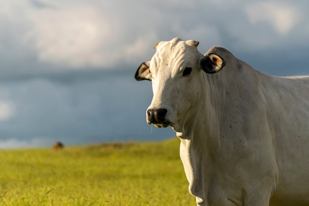 Profile of nelore cattle in pasture