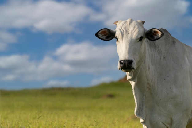 Profile of nelore cattle in pasture