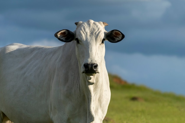 Profile of nelore cattle in pasture