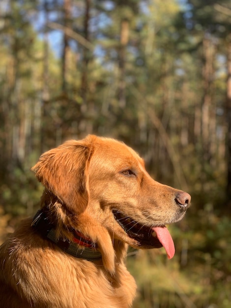 Profile of the perfect muzzle of a golden dog in the forest on a sunny day