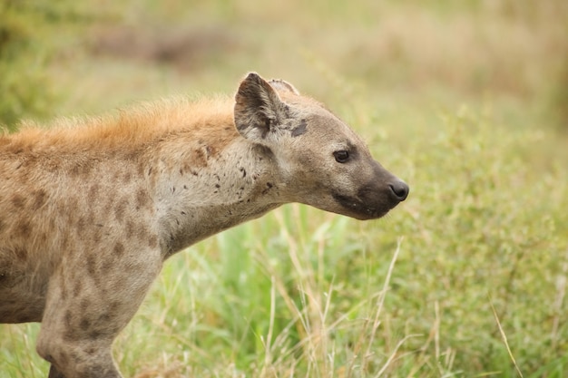 Profile portrait of an African Spotted Hyena in South African Safari