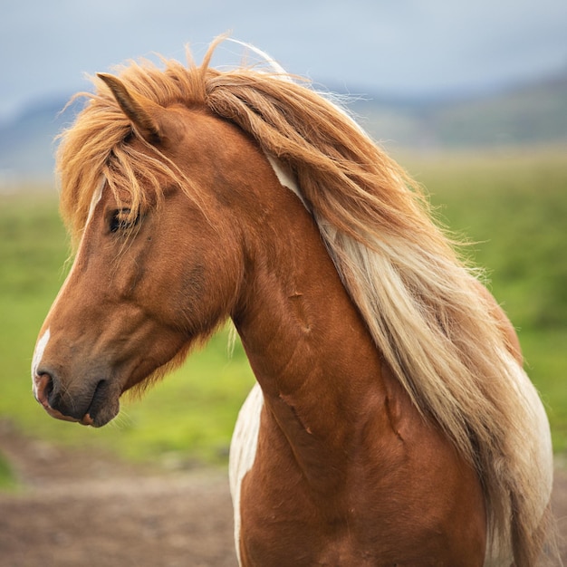 Profile portrait of a beautiful Icelandic horse in a field