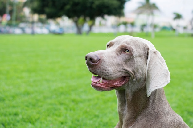 Profile portrait of a dog of breed Weimaraner on the green lawn.