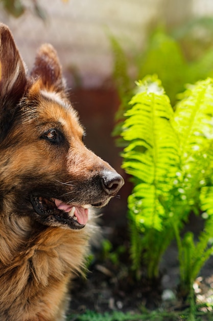 Profile portrait of a German Shepherd dog sitting in fern Vertical orientation