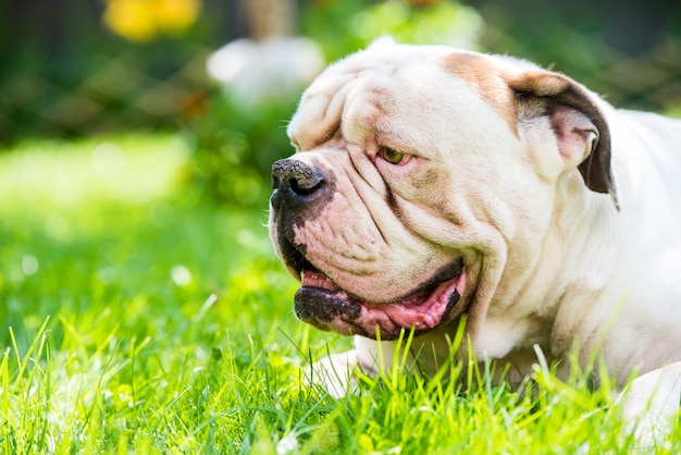 Profile portrait of strong-looking White American Bulldog outdoors