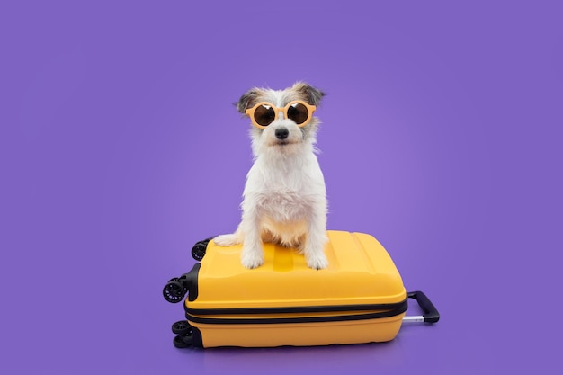 Profile puppy dog going on vacation above a yellow suitcase Isolated on purple background