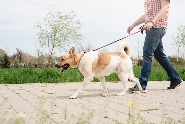 Profile shot of a young guy walking his dog in a park on a sunny spring day