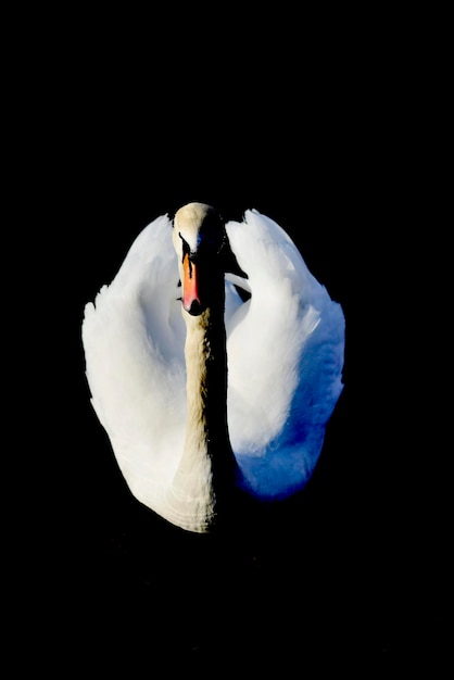 profile of white swan on a dark background