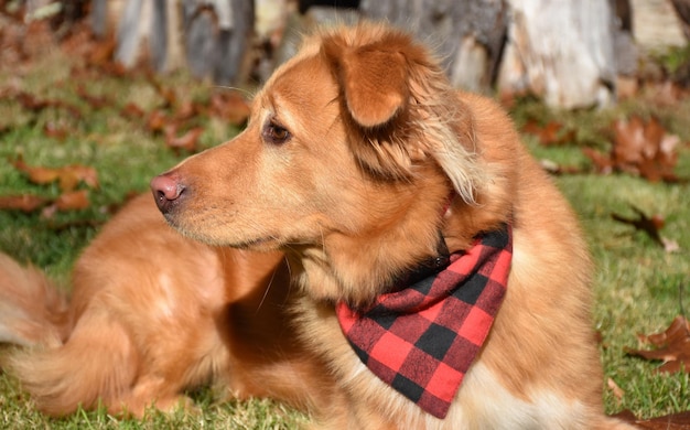 Profile of a Yarmouth Toller laying down in grass and leaves.