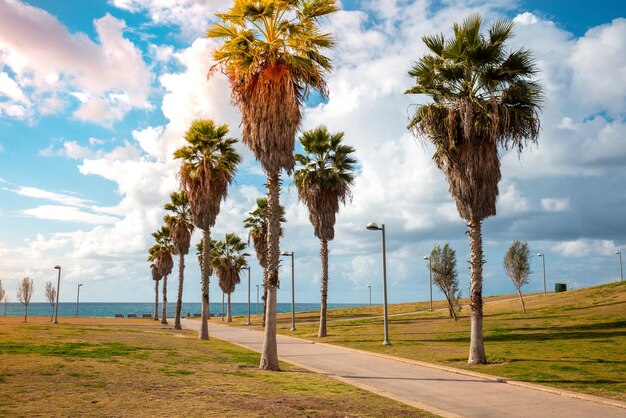 Promenade in Midron Yaffo Park Harry S Truman Street Palm alley