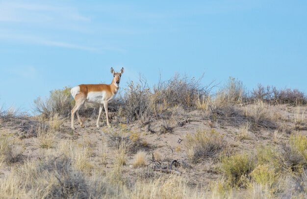 Pronghorn Antelope in american prairie,  USA