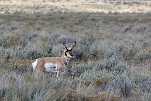 Pronghorn Antilocapra americana