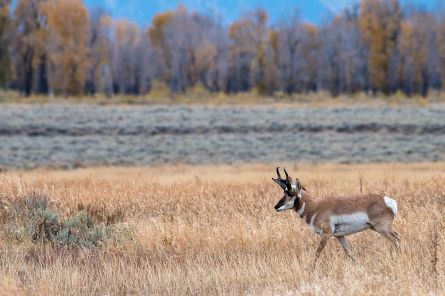 Pronghorn in a Golden Meadow in Autumn