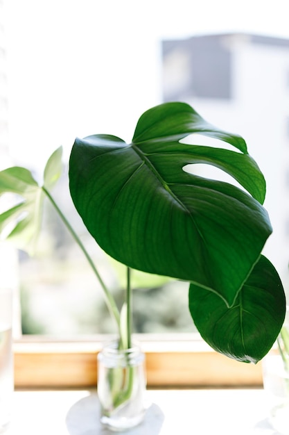 Propagating Swiss Cheese Plant Philodendron Monstera in water