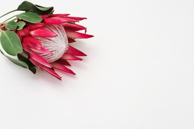 Protea flower, big beautiful plant on light table. 