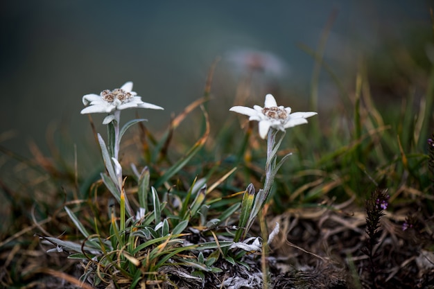 The protected mountain flower Edelweiss a couple