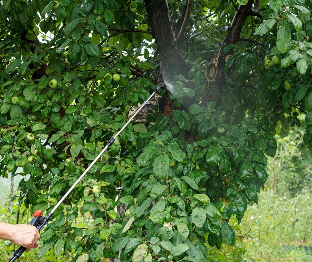 Protecting apple tree from fungal disease or vermin by pressure sprayer with chemicals