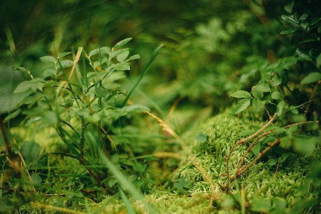 protection of nature summer green forest in the rain forest nature