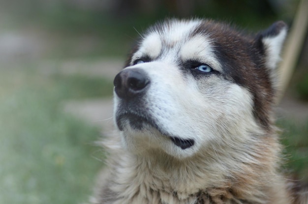 Proud handsome young husky dog with head in profile sitting in garden