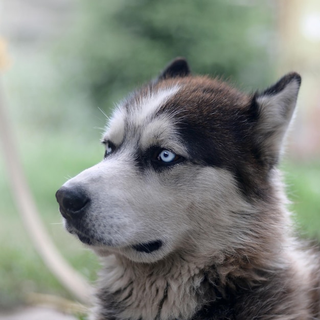 Proud handsome young husky dog with head in profile sitting in garden