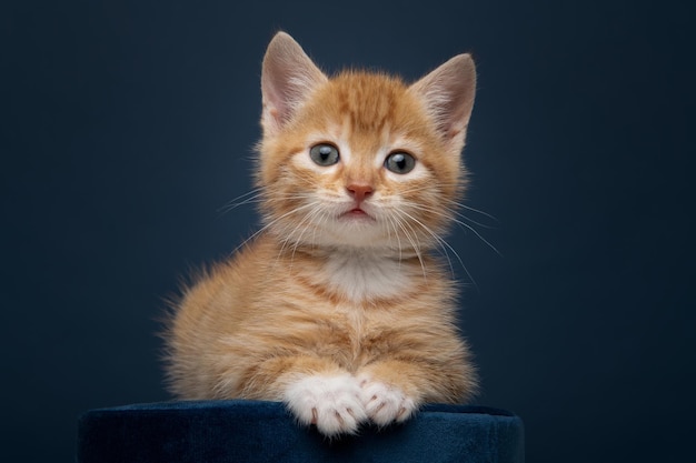 Proud and pretty ginger orange kitten looking at the camera on a dark blue background lying on a blu