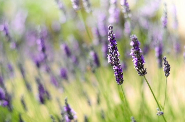 Provence nature . Lavender field in sunlight with copy space. Macro of blooming violet lavender flowers. Summer concept, selective focus