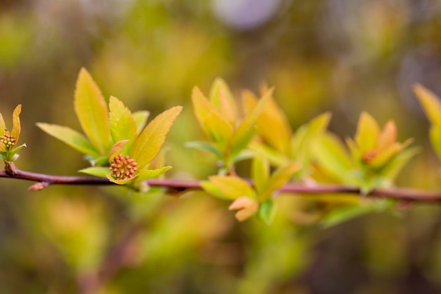 Prspring background thin spring twigs with young fresh tree buds