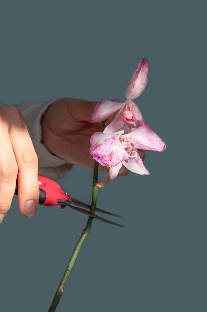 Pruning damaged orchid flowers with scissors Home gardening orchid breeding Dry deep purple flower Insects pests of indoor plants death of orchids close up vertical view