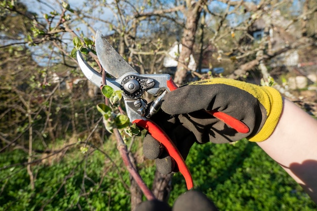 Pruning pear branches pruners Trimming the tree with a cutter Spring pruning of fruit trees