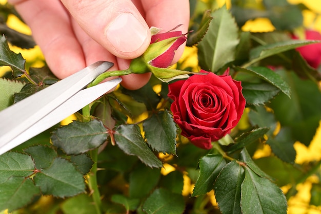 pruning the rose with conventional scissors.