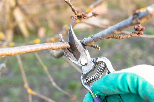 Pruning twig of fruit tree with secateurs close up