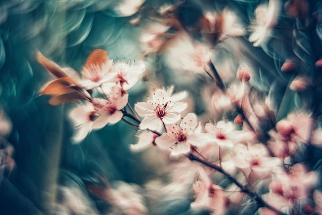 Prunus cerasifera blooming in springtime