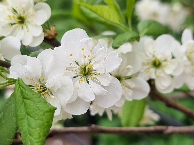 Prunus cerasus flowering tree flowers group of beautiful white petals tart dwarf cherry flowers in bloomGarden fruit tree with blossom flowers