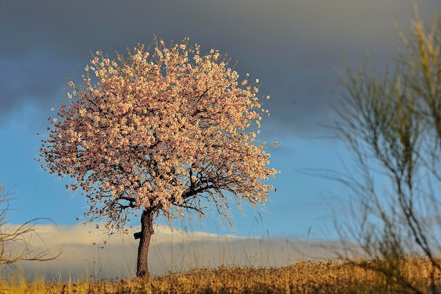 Prunus dulcis the almond tree is a tree in the rosaceae