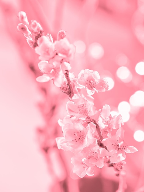 Prunus subhirtella, the winter-flowering cherry. Close-up on buds and flowers. Flora background. Monochrome pink flower background with abstract light elements in bokeh.