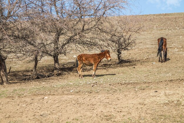 Przewalski's horse in nature on a hillside