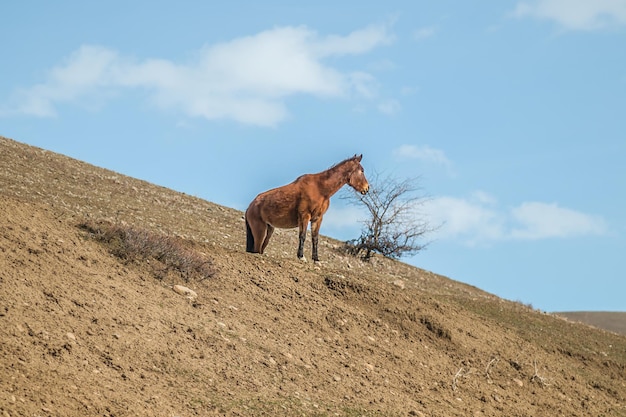 Przewalski's horse in nature on a hillside