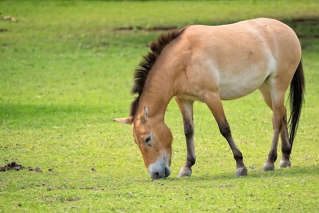 Przewalski's horse on the run in the wild 