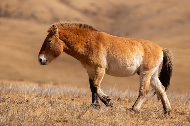 Przewalskis Horse portrait in the magical soft light during winter time in Mongolia 