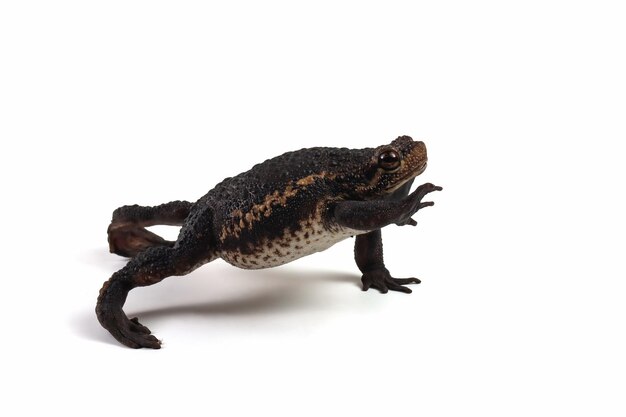 Pseudo subasper toad isolated on white background, Pseudo subasper closeup