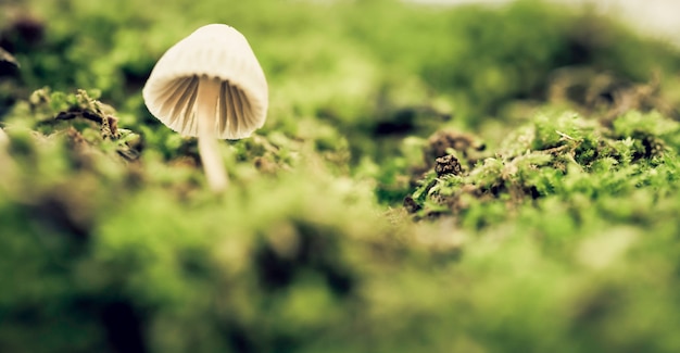 Psilocybe semilanceata among the green moss