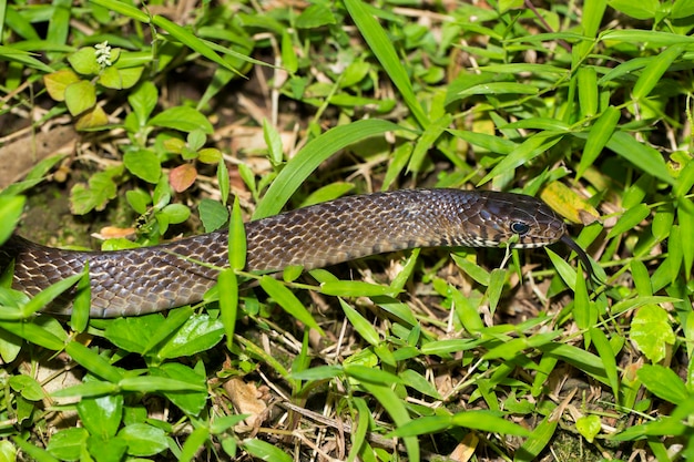 Ptyas mucosa, oriental ratsnake, Indian rat snake in the wildlife