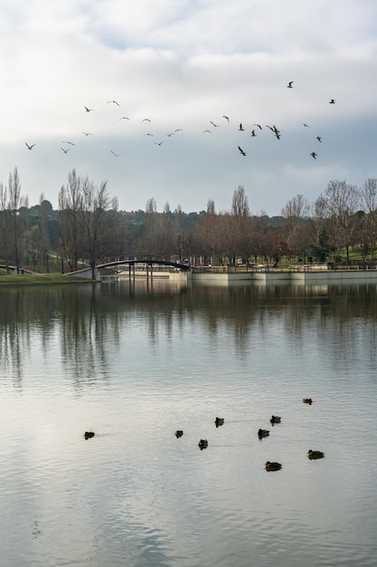 Public park with a large lake where ducks swim quietly while other birds cross the sky flying