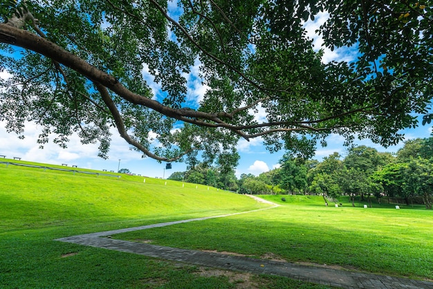 A public place leisure travel wide lawn and big tree landscape at Park to relax with in nature forest Mountain views spring cloudy sky background with white cloud in Chiang Mai University