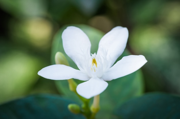 Pud Pichaya flower