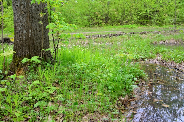 A puddle of water is surrounded by green grass and the forest with tree