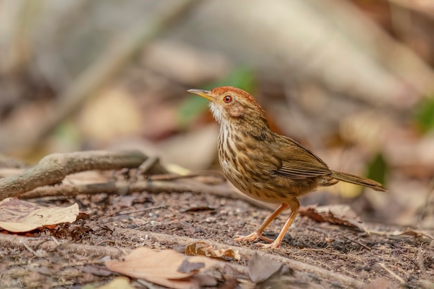 Puff-throated Babbler (Pellorneum ruficeps) Birds in Thailand