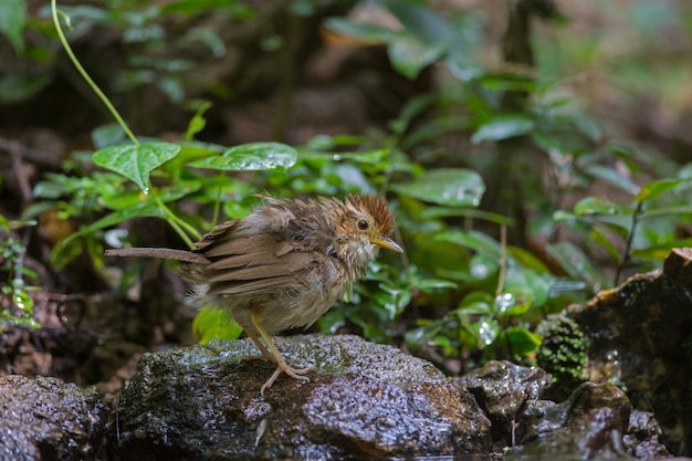 Puff-throated Babbler in tropical forest